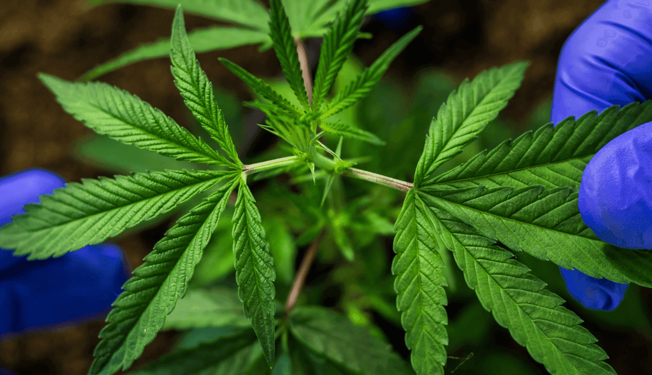 blaue Handschuhe untersuchen Cannabis Blätter