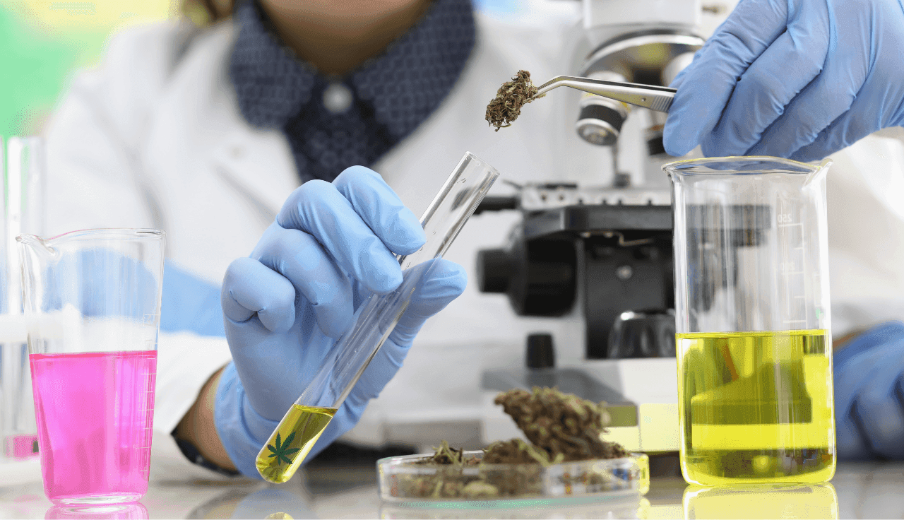 Cannabis Blüte wird in Labor geprüft